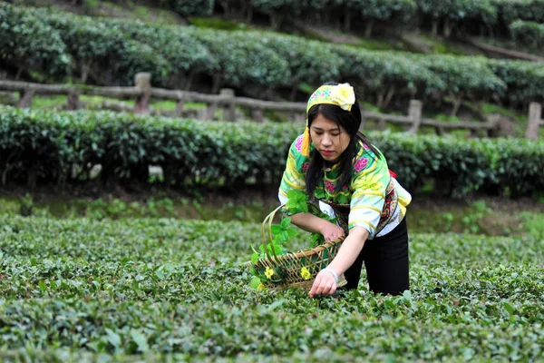 Chinese Girl Picks Spring Tea Leaves Tea Plantation Yichang City — Stock Photo, Image