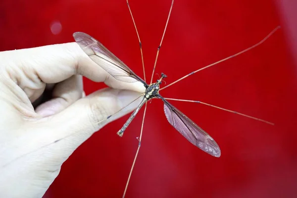 Undated Photo Chinese Entomologist Shows Giant Mosquito Wing Span Centimeters — Stock Photo, Image