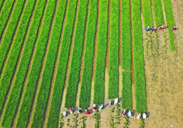 Çinli Çiftçi Almak Lianyungang Şehir Doğu Çin Jiangsu Eyaleti Mayıs — Stok fotoğraf