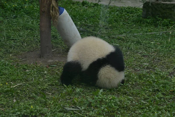 Cucciolo Gigante Panda Cade Testa Giù Albero Alla Base Del — Foto Stock