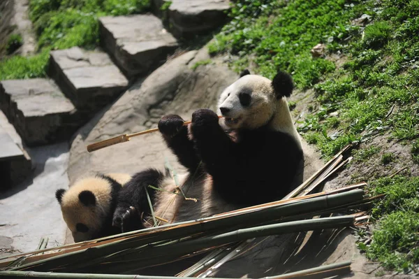 File Cachorro Panda Gigante Observa Madre Comiendo Brotes Bambú Una — Foto de Stock