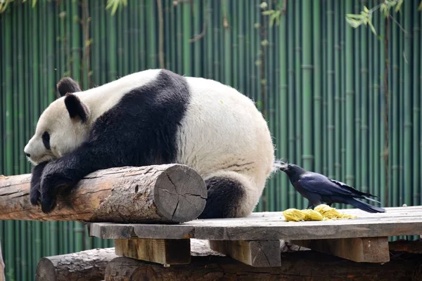 2018年4月9日 在中国北京动物园 一只乌鸦在大熊猫的屁股上舔和拔毛 — 图库照片