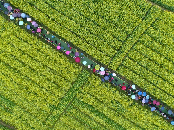 Turyści Korzystają Widoku Cole Kwiatów Dziedzinie Huashan Village Kuzongqiao Township — Zdjęcie stockowe