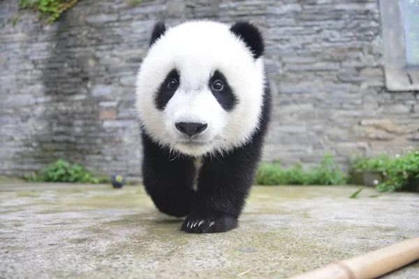 Dev Panda Yavrusu Panyue Çin Koruma Araştırma Merkezi Tabanında Dev — Stok fotoğraf