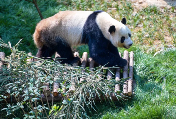 Japán Származású Óriás Panda Haibang Játszik Kamrában Qianlingshan Park Guiyang — Stock Fotó