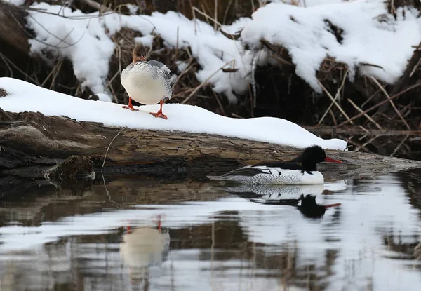 Sällsynta Scaly Sidiga Skrakar Eller Kinesiska Skrakar Avbildas Ett Vattenområde — Stockfoto