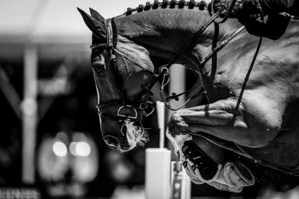 Equestre Compete Nos 50M Duas Fases Contra Relógio Durante Grande — Fotografia de Stock