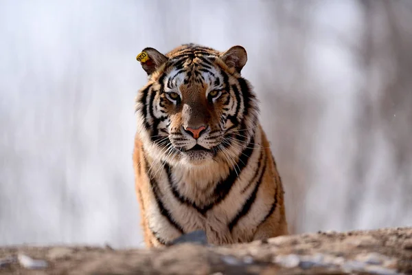2月5日 在中国东北辽宁省沈阳市沈阳老虎公园 一只肥大的西伯利亚虎被拍到 — 图库照片