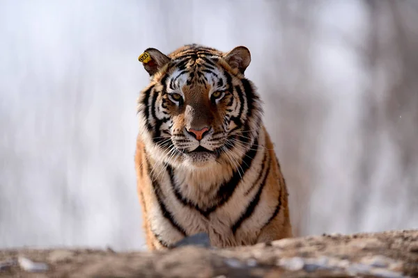 Tigre Siberiano Gordo Representa Shenyang Tiger Park Ciudad Shenyang Provincia — Foto de Stock