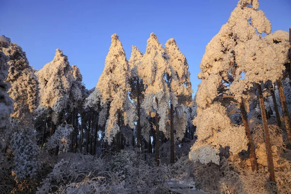 Краєвид Паморозь Засніжені Дерева Після Снігопад Гора Хуаншань Мальовничому Місці — стокове фото
