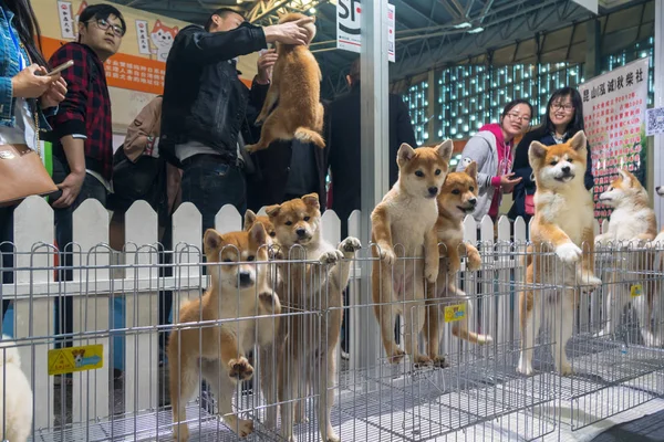 Щенки Akita Shiba Inu Представлены Шанхайской Международной Выставке Pet Expo — стоковое фото