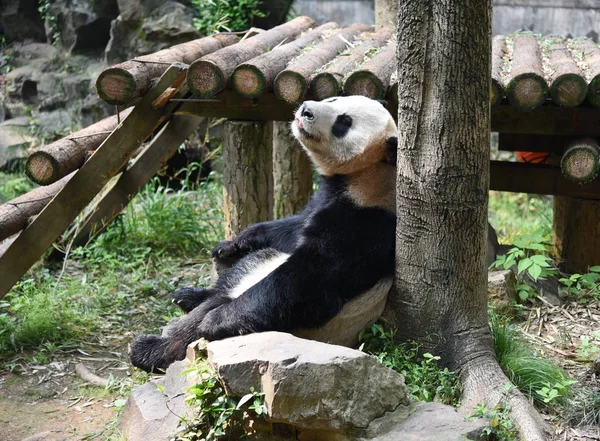 Panda Gigante Shuang Hao Joga Seu Recinto Zoológico Hangzhou Cidade — Fotografia de Stock