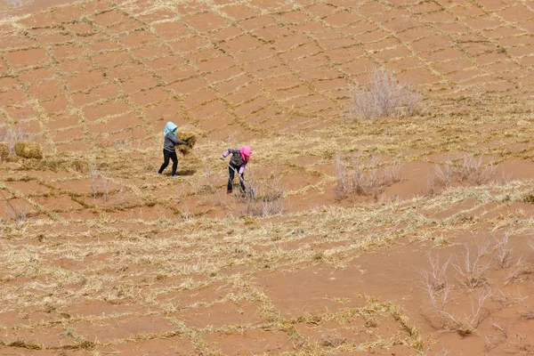 Freiwillige Zur Bekämpfung Der Wüstenbildung Verstärken Eine Sandbarriere Aus Strohschachbrettern — Stockfoto