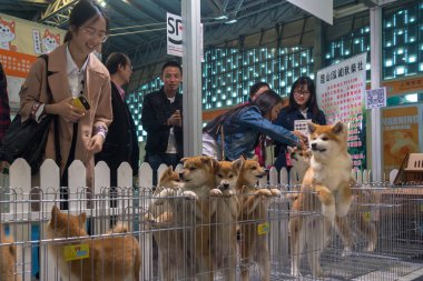 Akita and Shiba Inu puppies are pictured during Shanghai International Pet Expo 2018 (SIPE 2018) at the Shanghai World Expo Exhibition & Convention Center in Shanghai, China, 8 April 2018 clipart