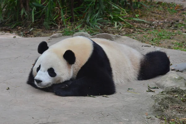 Egy Óriás Panda Cub Cselekmények Aranyos Tövénél Kína Védelmi Kutató — Stock Fotó