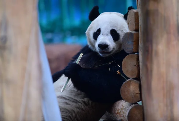 Panda Gigante Que Confirmado Para Ser Sexo Masculino Joga Parque — Fotografia de Stock