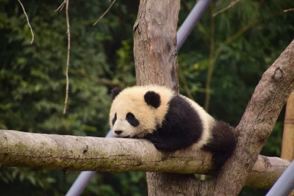 Cachorro Panda Gigante Arrastra Cautelosamente Sobre Una Viga Una Base —  Fotos de Stock