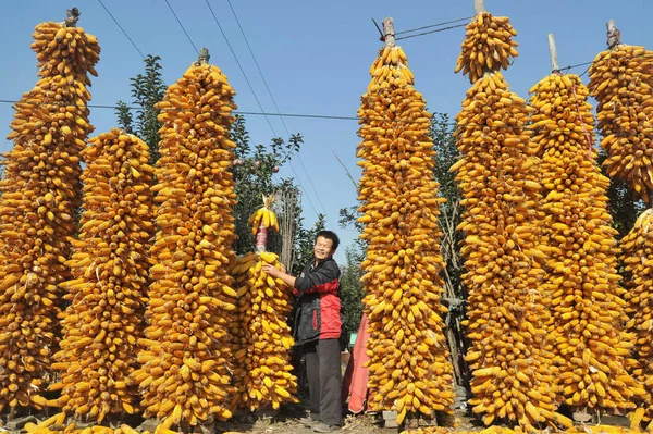 Ein Chinesischer Bauer Trocknet Eine Maisernte Der Stadt Yuncheng Provinz — Stockfoto