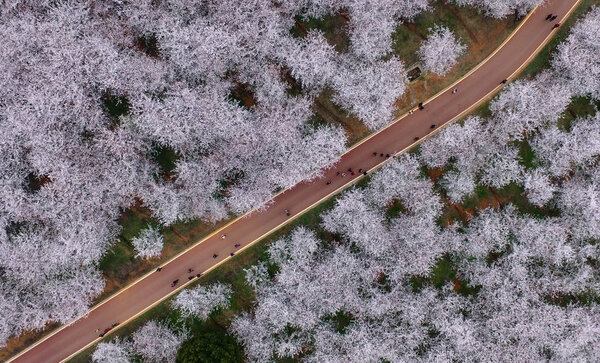 Aerial View Cherry Blossoms Full Boom Flower Farm Guiyang City — Stock Photo, Image