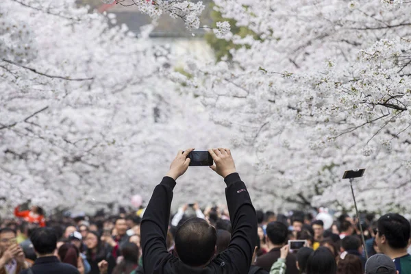 Pessoas Gostam Cerejeiras Plena Floração Campus Universidade Florestal Nanjing Cidade — Fotografia de Stock