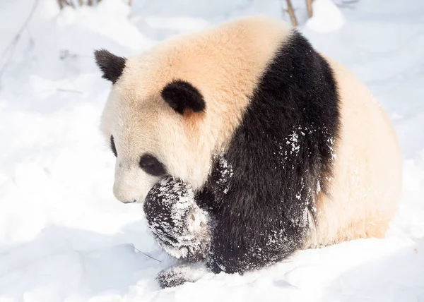 在中国东部江苏省南京市红山林动物园降雪后 一只大熊猫在被雪覆盖的地面上玩耍 — 图库照片