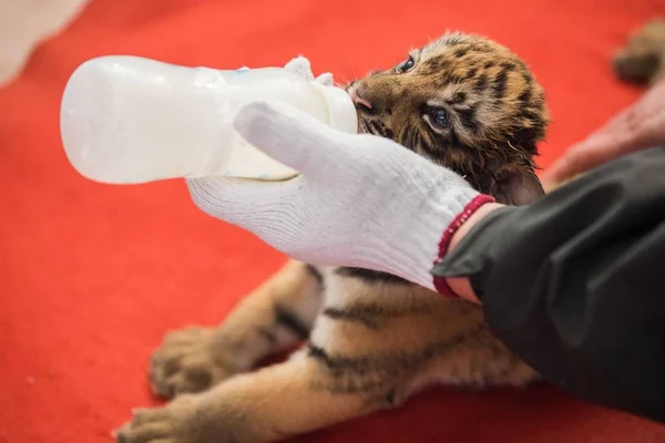 Uno Los Trillizos Recién Nacidos Del Tigre Del Sur China —  Fotos de Stock
