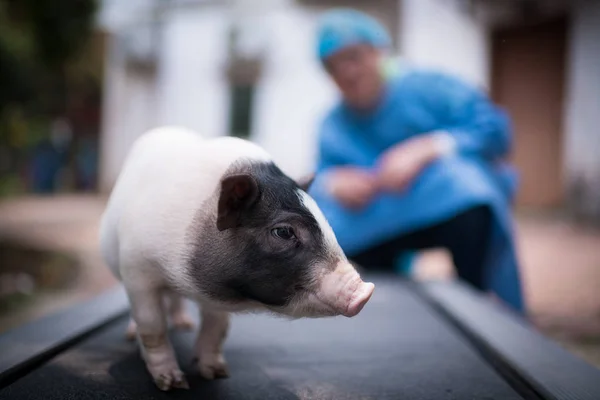 Cerdo Criado Para Desarrollar Enfermedad Huntington Utilizando Tecnología Edición Genética —  Fotos de Stock