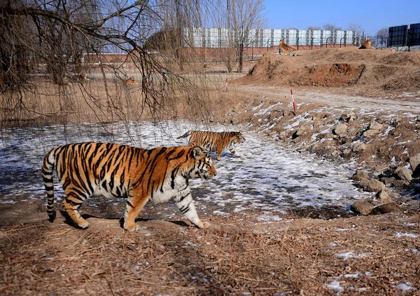 Tigre Siberiano Gordo Representa Shenyang Tiger Park Ciudad Shenyang Provincia —  Fotos de Stock