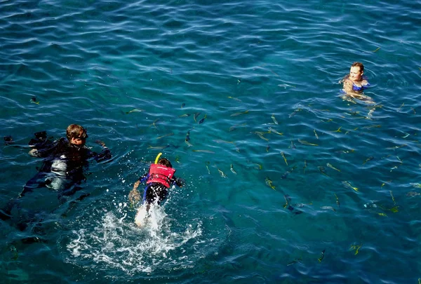 Urlauber Genießen Das Tauchen Der Nähe Des Großen Barriereriffs Korallenmeer — Stockfoto