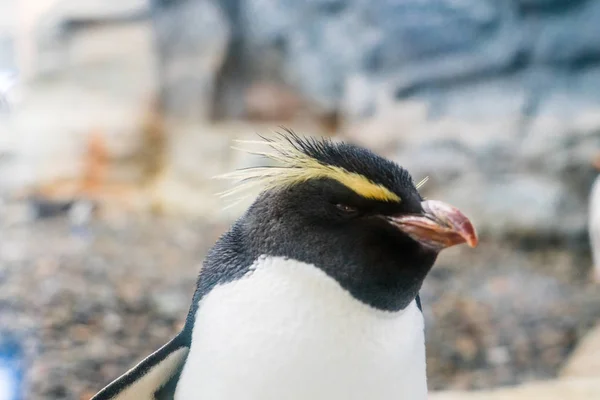 Pinguim Caminha Longo Uma Estrada Zoológico Asahiyama Hokkaido Japão Janeiro — Fotografia de Stock