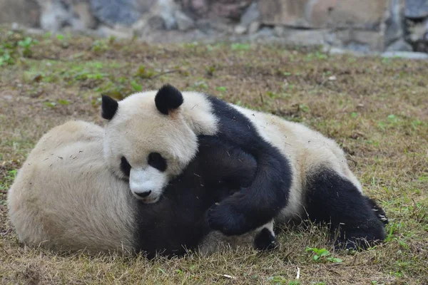 Dois Pandas Gigantes Jogam Nas Pastagens Uma Base Centro Conservação — Fotografia de Stock
