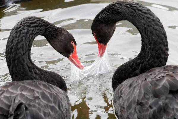 Twee Zwarte Zwanen Bijten Een Plastic Zak Het Water Een — Stockfoto