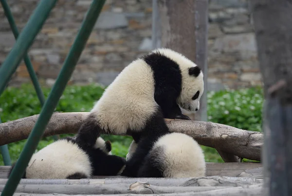 Petit Panda Géant Piétine Sur Dos Deux Petits Pands Géants — Photo
