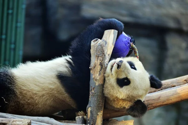 Pandy Ying Hua Gra Piłkę Drewniany Stojak Zoo Beijing Pekin — Zdjęcie stockowe