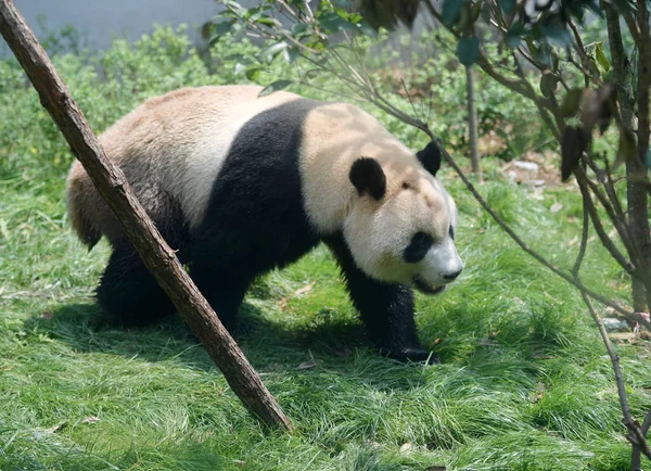 在中国西南贵州省贵阳市钱陵山公园的圈内 出生在西班牙的大熊猫 — 图库照片