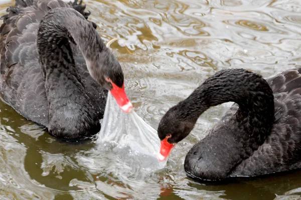 Twee Zwarte Zwanen Bijten Een Plastic Zak Het Water Een — Stockfoto