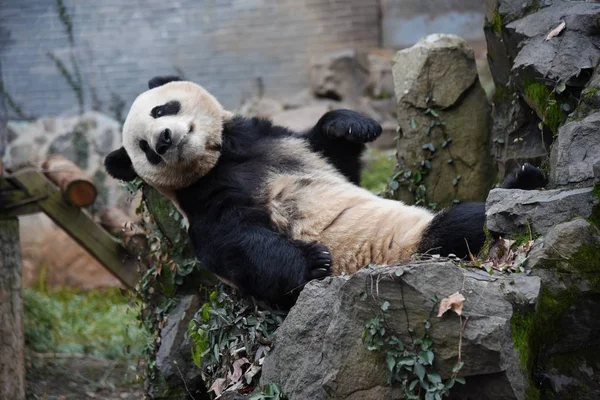 Panda Gigante Masculino Cuatro Años Edad Cheng Jiu Juega Zoológico — Foto de Stock