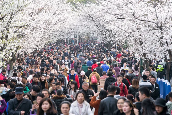 Turistas Apreciam Flores Cerejeira Estrada Frente Templo Jiming Cidade Nanjing — Fotografia de Stock