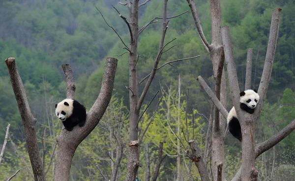Óriás Panda Kölykök Pihenés Egy Nél Wolong Nemzeti Természet Tartalék — Stock Fotó