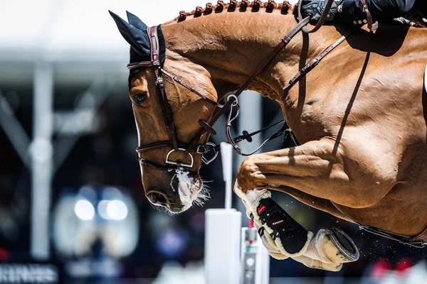 Equestre Compete Nos 50M Duas Fases Contra Relógio Durante Grande — Fotografia de Stock