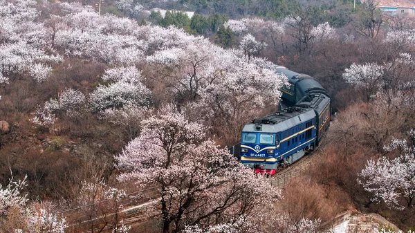 Een Trein Reist Door Bloemen Zee Buurt Van Juyongguan Great — Stockfoto