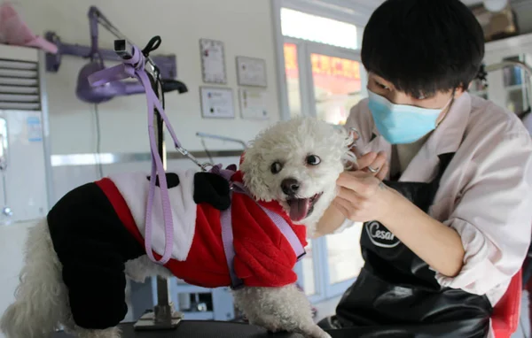 Een Chinese Werknemer Scheert Bont Van Een Huisdier Hond Een — Stockfoto