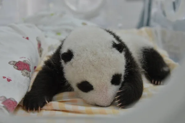 Petit Panda Géant Est Photographié Dans Incubateur Une Base Centre — Photo