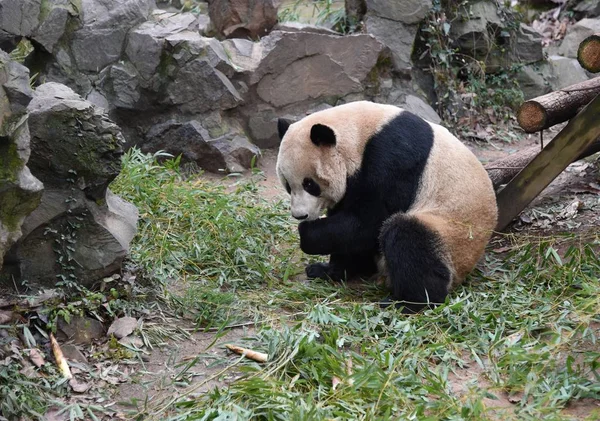 4岁的雄性大熊猫程九在中国东部浙江省杭州市杭州动物园玩耍 — 图库照片