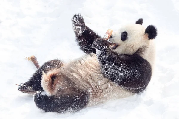 在中国东部江苏省南京洪山森林动物园 一只大熊猫在被雪覆盖的地面上吃竹笋 — 图库照片