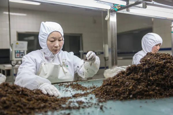 Lavoratori Cinesi Trasformano Verdure Uno Stabilimento Trasformazione Alimentare Beijing Jingtie — Foto Stock