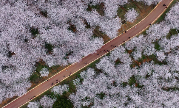 Aerial View Cherry Blossoms Full Boom Flower Farm Guiyang City Royalty Free Stock Images