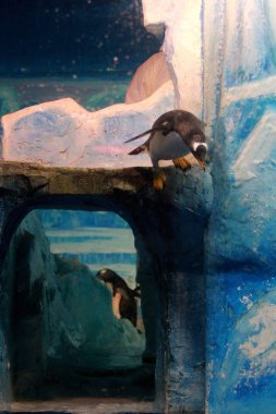 Penguins are pictured at the Harbin Polarland in Harbin city, northeast China's Heilongjiang province, 26 April 2018.  clipart