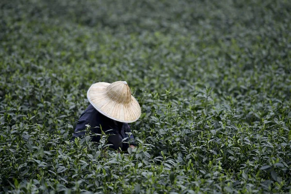 Китайський Фермер Урожай Західному Озері Лонгцзін Чайного Листя Виробництва Mingqian — стокове фото