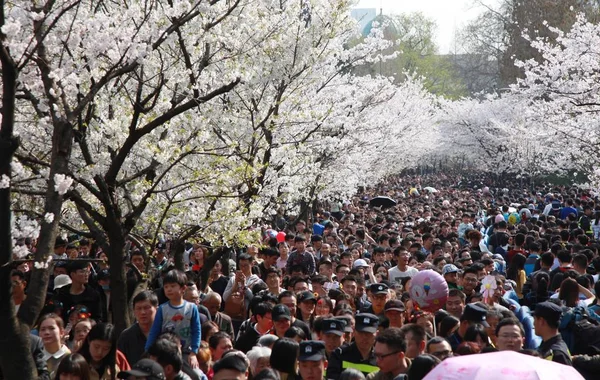 Pessoas Gostam Cerejeiras Plena Floração Jimingsi Road Cidade Nanjing Leste — Fotografia de Stock